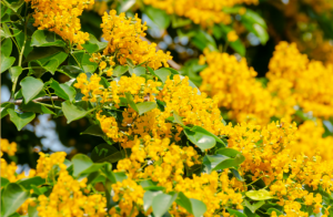 Rosewood Flower Nectar